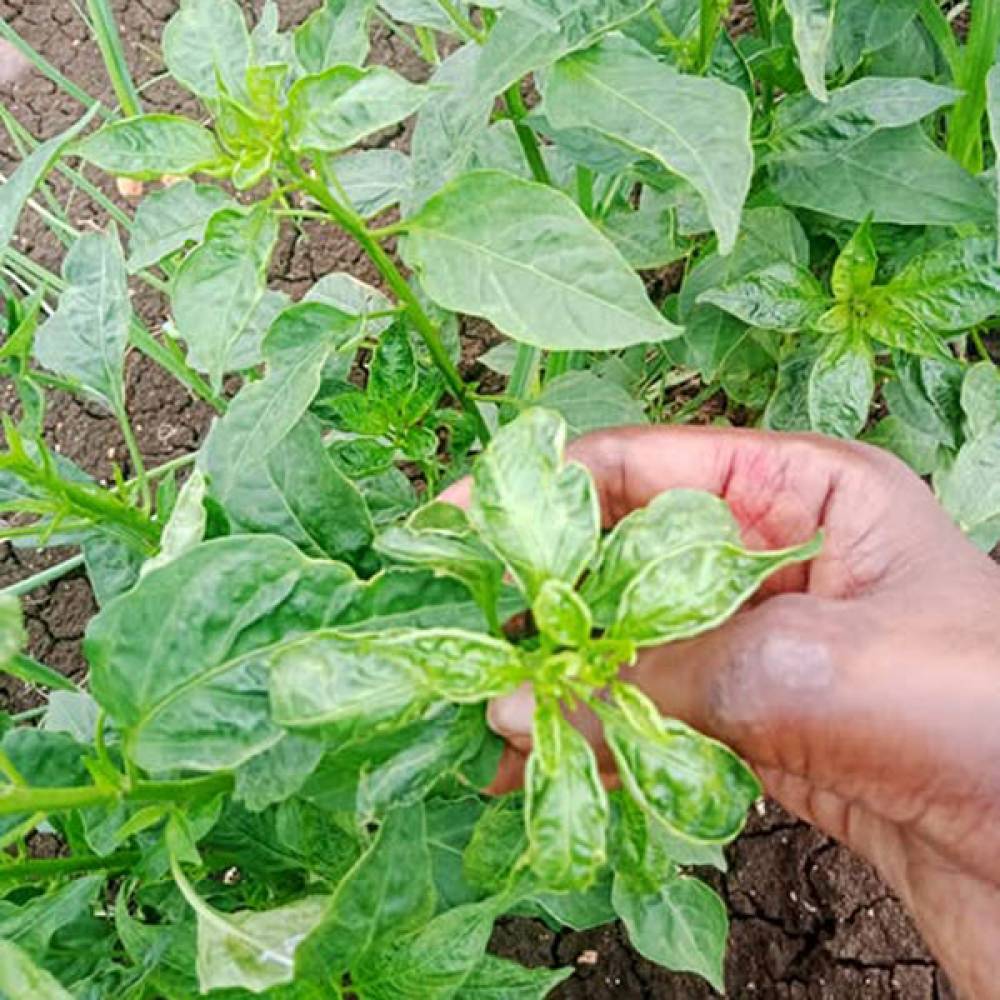 Chilli Thrips Alert!